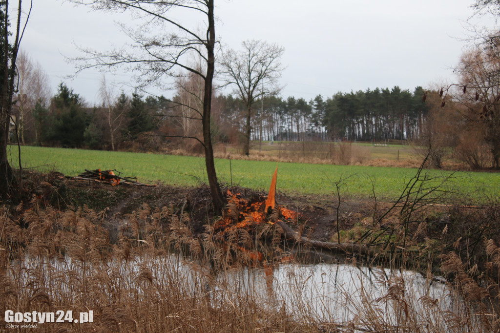 Bobry zaatakowały drogę w Dzięczynie?