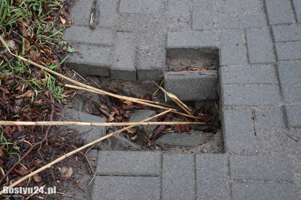 Bobry zaatakowały drogę w Dzięczynie?