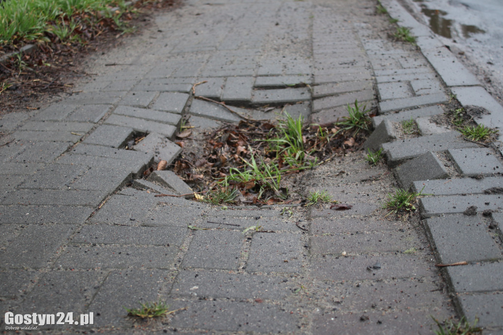 Bobry zaatakowały drogę w Dzięczynie?
