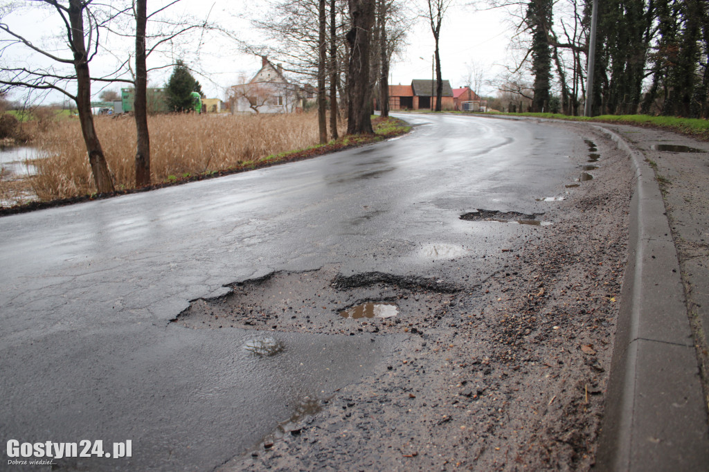 Bobry zaatakowały drogę w Dzięczynie?