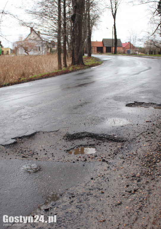 Bobry zaatakowały drogę w Dzięczynie?