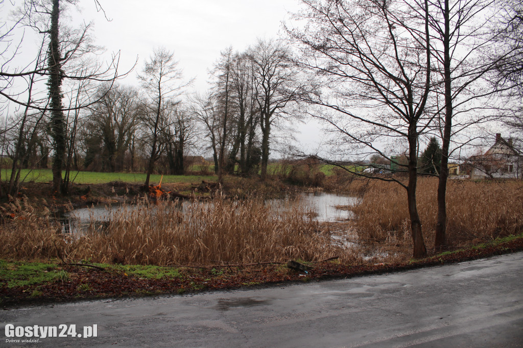 Bobry zaatakowały drogę w Dzięczynie?
