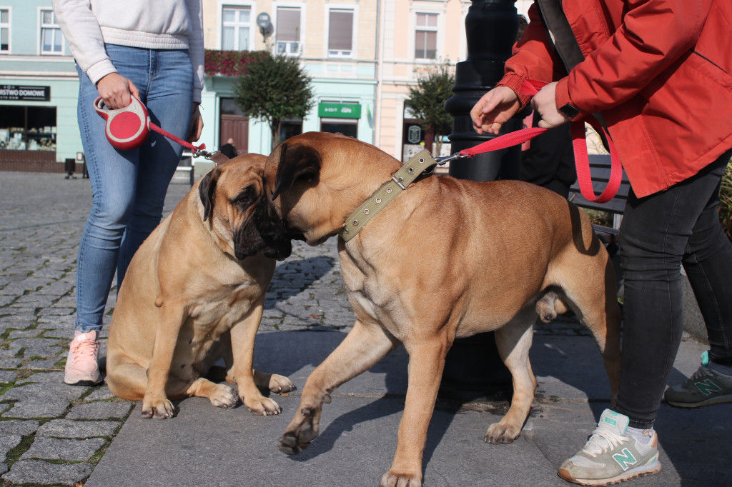 Protest hodowców psów w Gostyniu