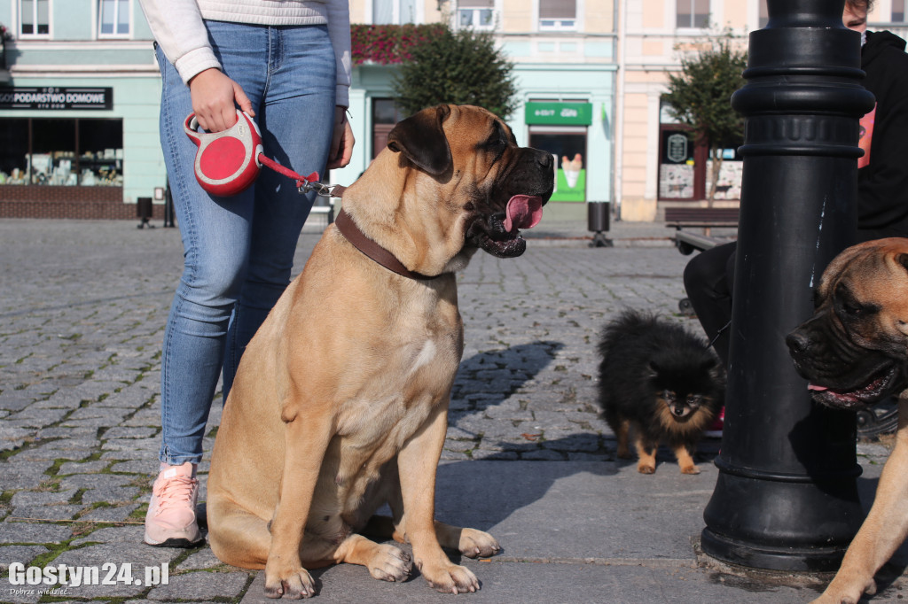 Protest hodowców psów w Gostyniu