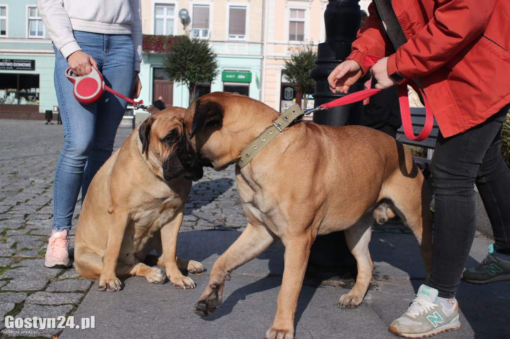 Protest hodowców psów w Gostyniu