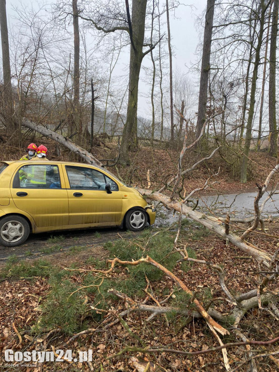 Drzewo spadło na samochód na trasie Gola - Klony