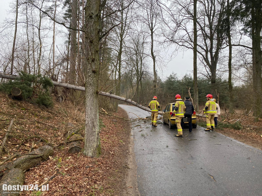Drzewo spadło na samochód na trasie Gola - Klony