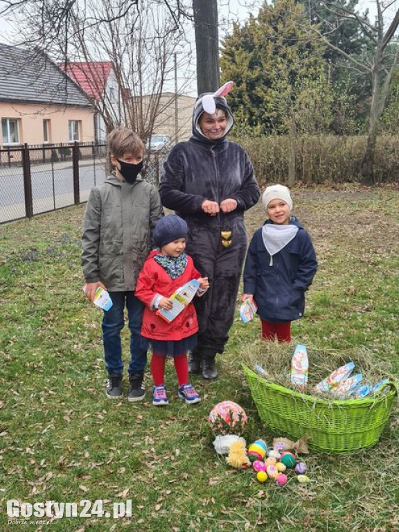 Zajączek zawitał do Drzewiec, w gminie Poniec
