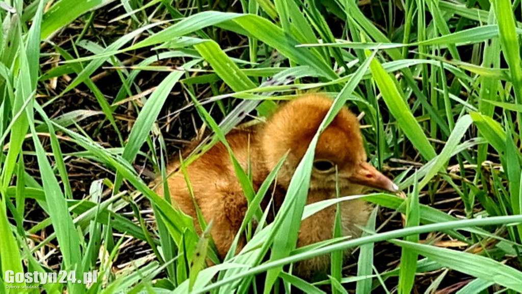 Ratowanie żurawi na stawie w Żytowiecku