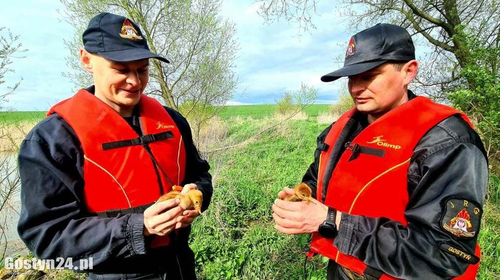Ratowanie żurawi na stawie w Żytowiecku