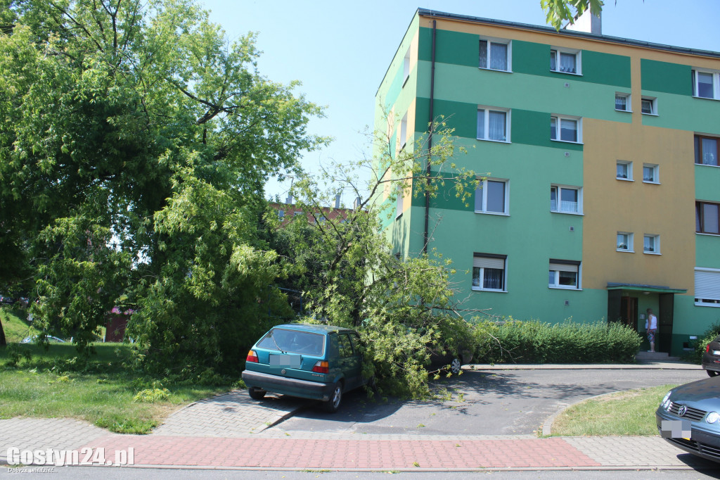 Konar drzewa runął na samochody w Gostyniu