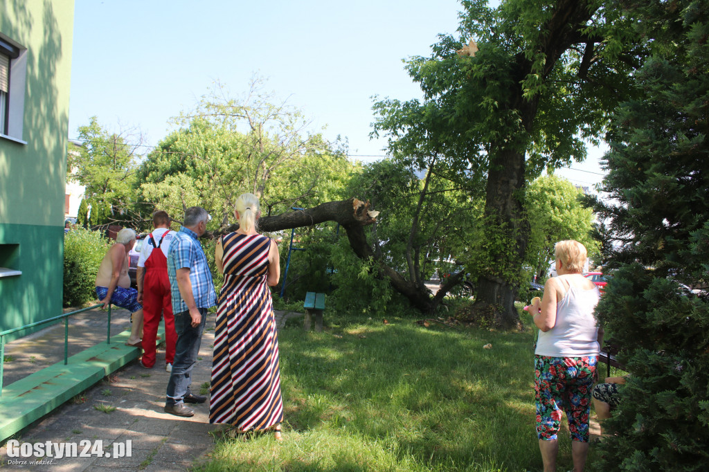 Konar drzewa runął na samochody w Gostyniu