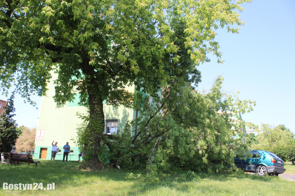 Konar drzewa runął na samochody w Gostyniu