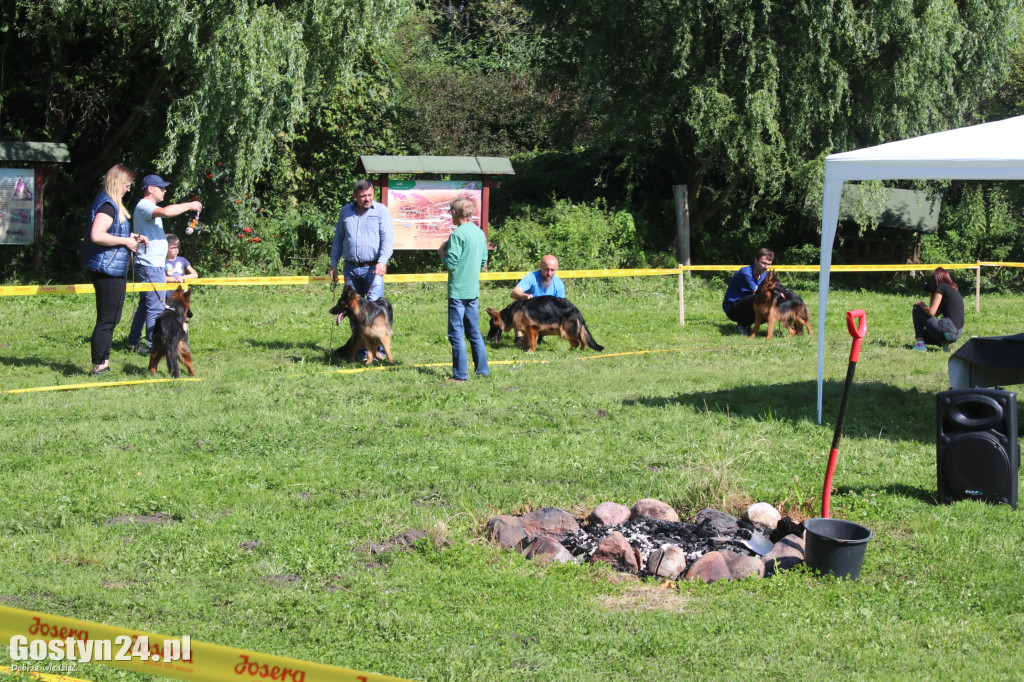 Wystawa owczarków niemieckich w Karcu