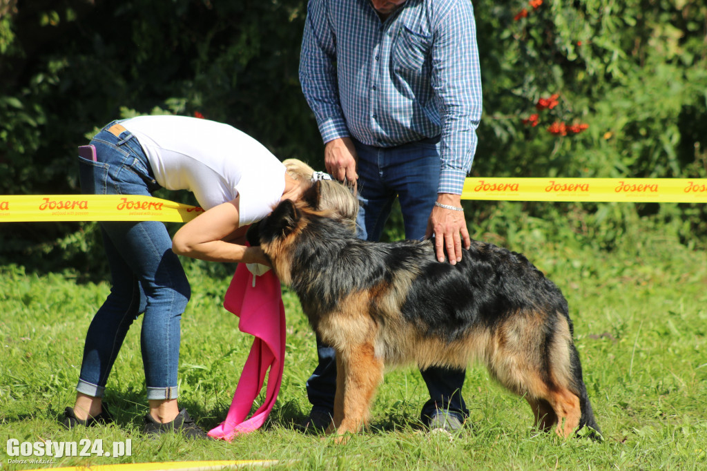 Wystawa owczarków niemieckich w Karcu