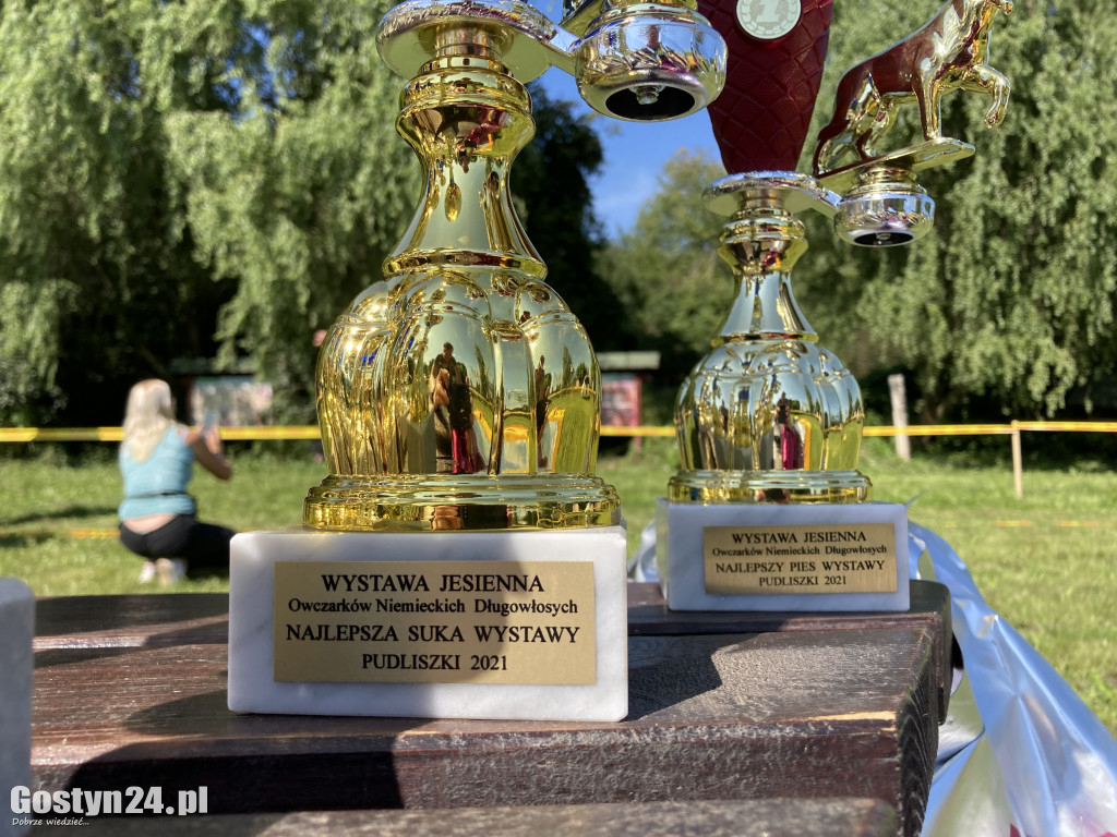 Wystawa owczarków niemieckich w Karcu