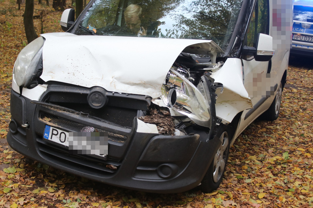 Drzewo runęło przed samochód w rejonie Siedlca