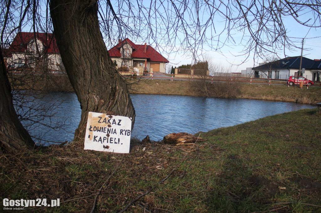 Martwe ryby na brzegu stawu w Bodzewie