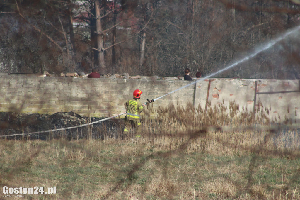 Pożar trawy i trzciny w rejonie góry zamkowej