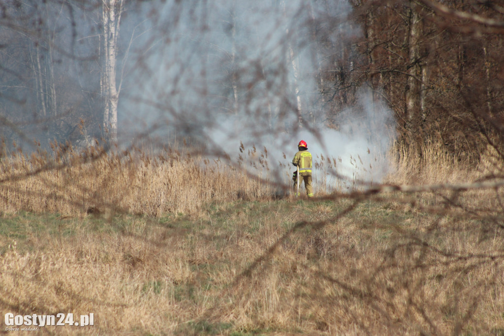 Pożar trawy i trzciny w rejonie góry zamkowej