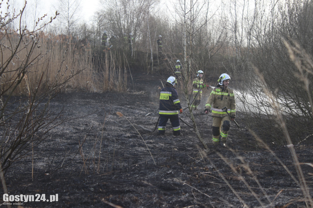 Pożar przy polnej drodze. W akcji 7 zastępów strażaków