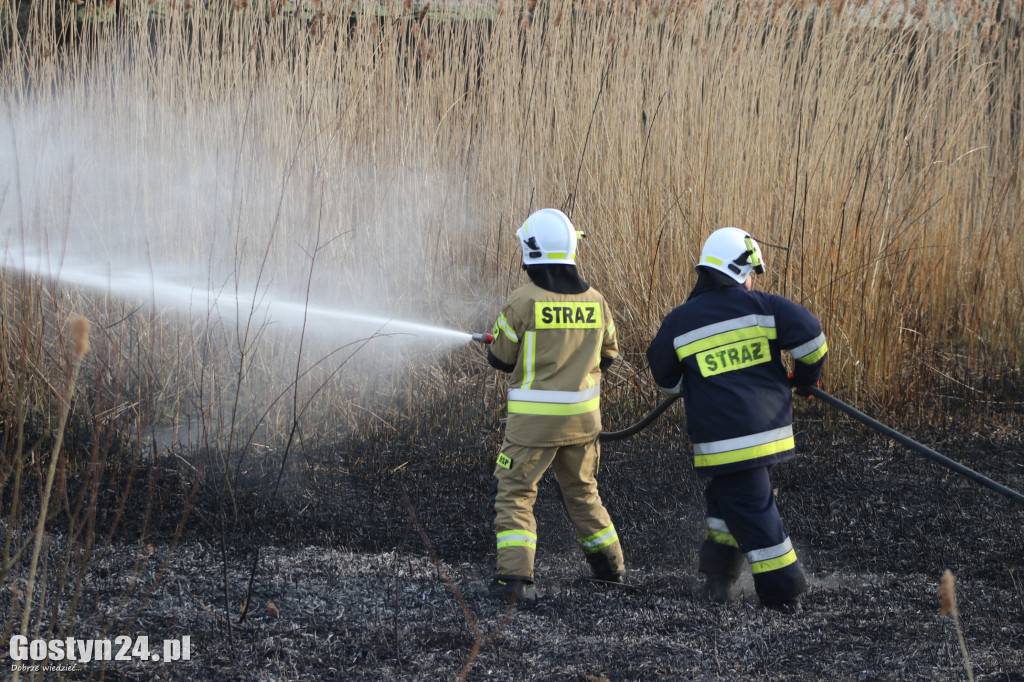 Pożar przy polnej drodze. W akcji 7 zastępów strażaków