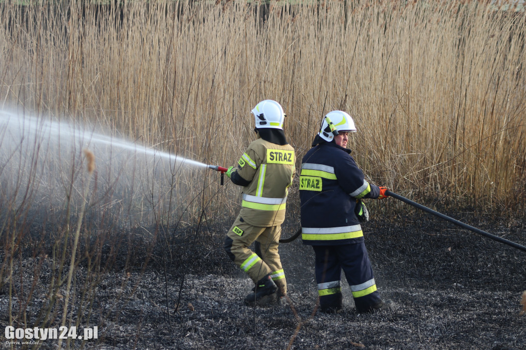 Pożar przy polnej drodze. W akcji 7 zastępów strażaków