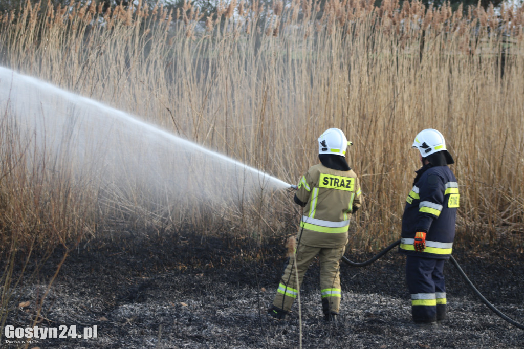 Pożar przy polnej drodze. W akcji 7 zastępów strażaków