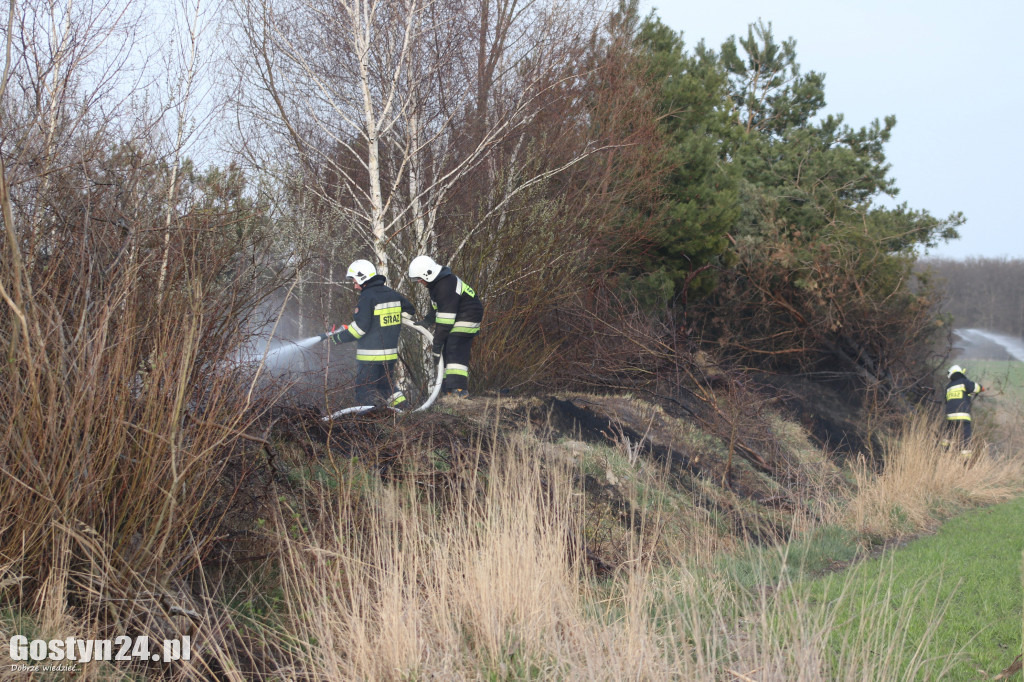 Pożar przy polnej drodze. W akcji 7 zastępów strażaków