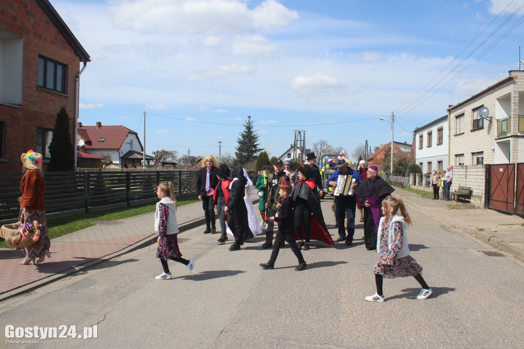 Wodzenie Niedźwiedzia w Lany Poniedziałek w Bączylesie