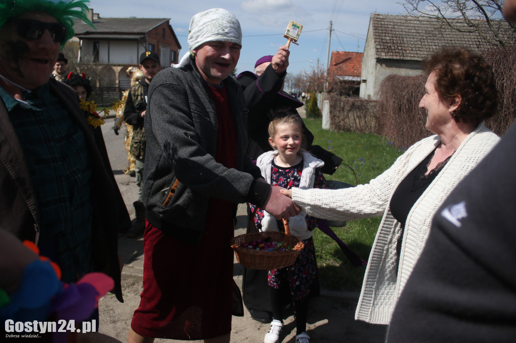 Wodzenie Niedźwiedzia w Lany Poniedziałek w Bączylesie