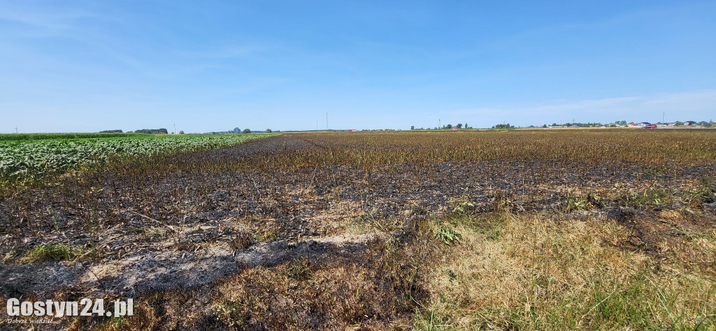 Pożar na polach pomiędzy Karolewem a Borkiem Wlkp.