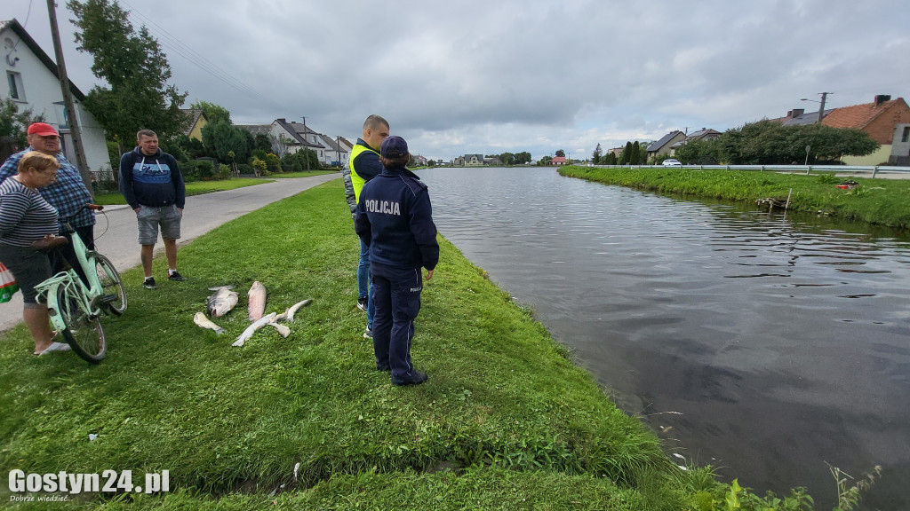 Śnięte ryby w strawie w Kromolicach