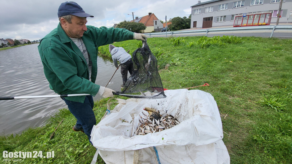 Śnięte ryby w strawie w Kromolicach