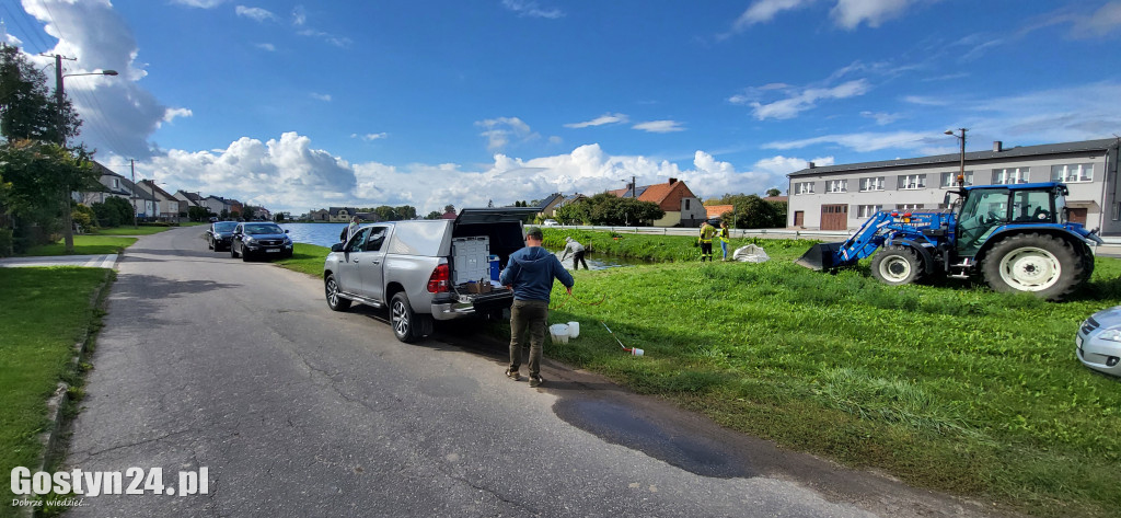 Śnięte ryby w strawie w Kromolicach