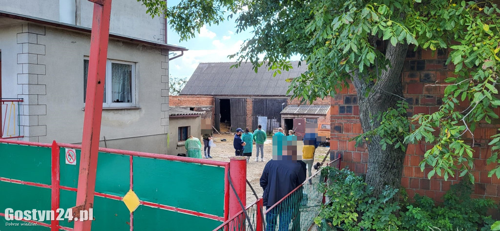 Zwierzęta zagłodzone na śmierć w podgostyńskim Osowie?