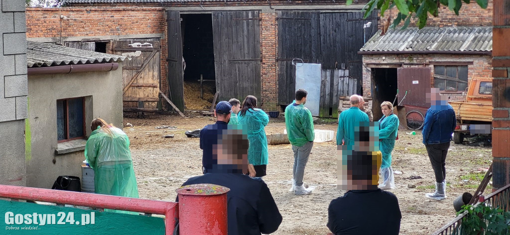Zwierzęta zagłodzone na śmierć w podgostyńskim Osowie?
