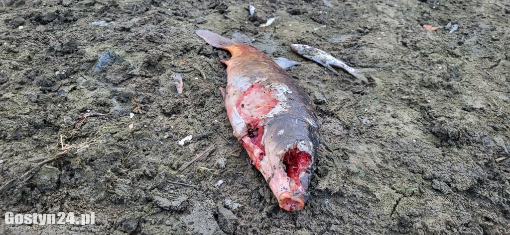 Woda zniknęła ze stawu, zostały martwe ryby