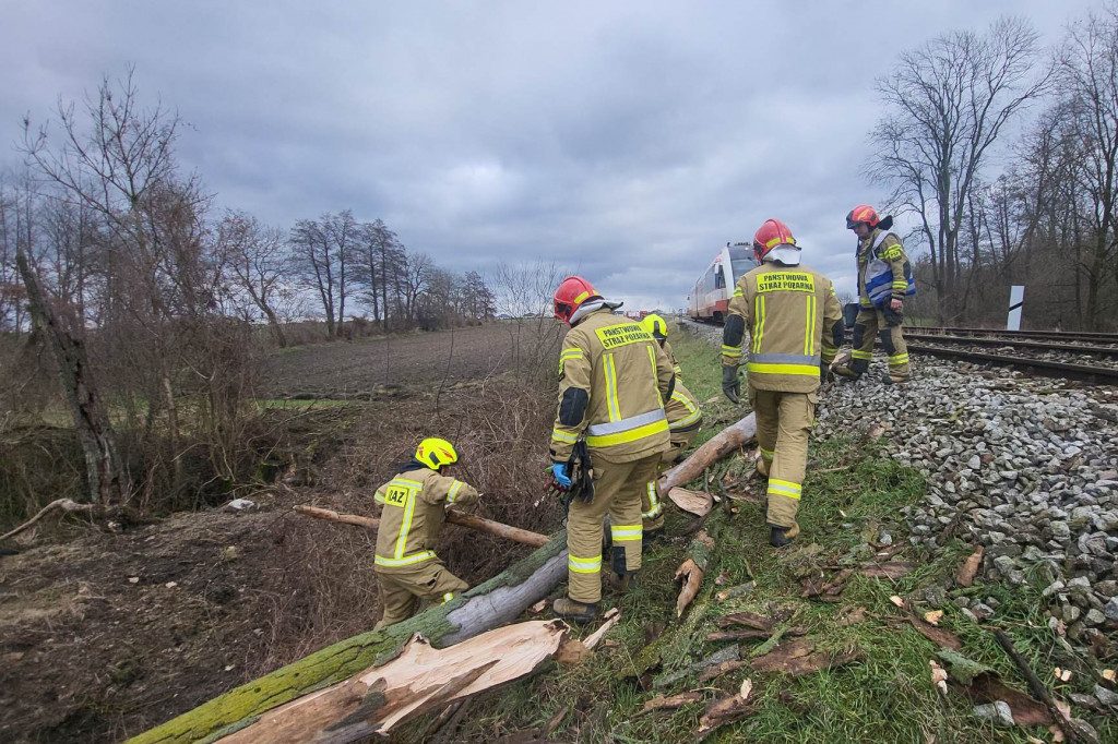 Szynobus uderzył w leżące na torach w drzewo