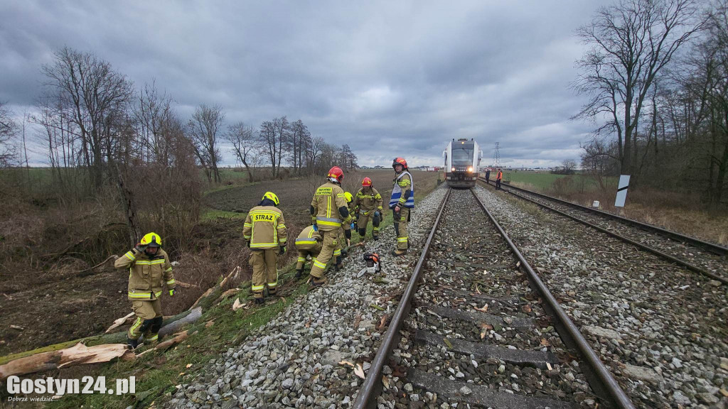 Szynobus uderzył w leżące na torach w drzewo