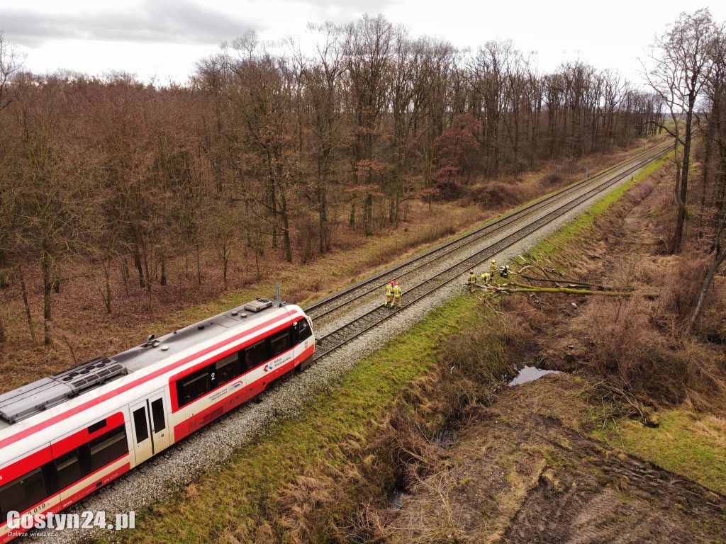 Szynobus uderzył w leżące na torach w drzewo