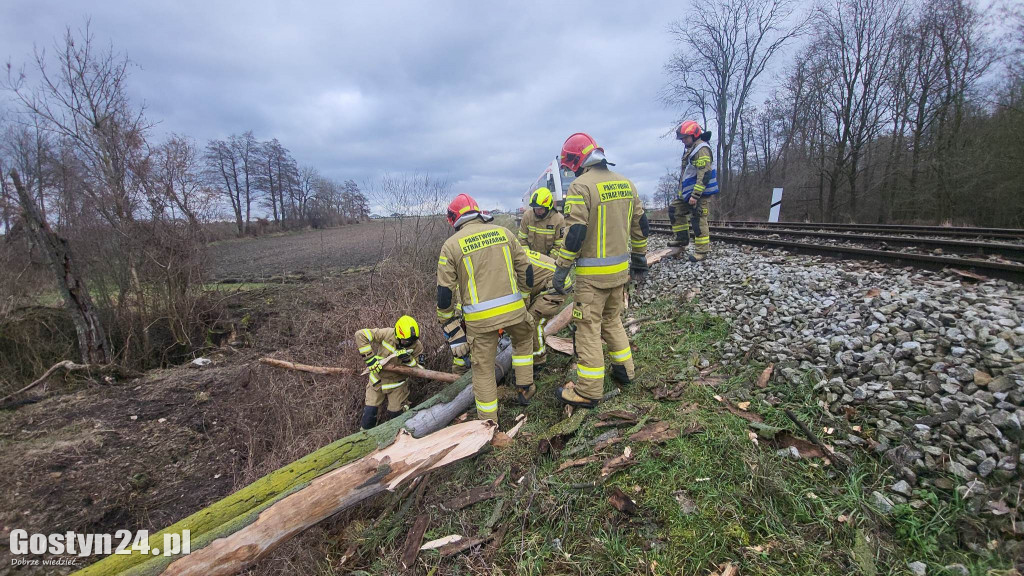 Szynobus uderzył w leżące na torach w drzewo