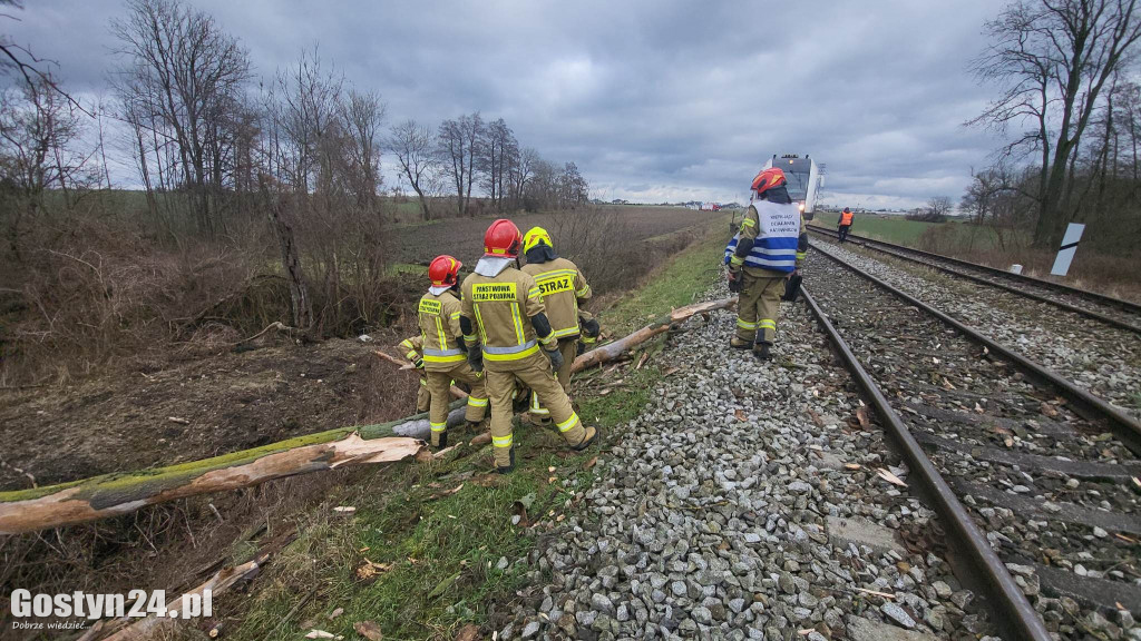Szynobus uderzył w leżące na torach w drzewo