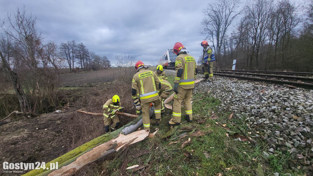 Szynobus uderzył w leżące na torach w drzewo
