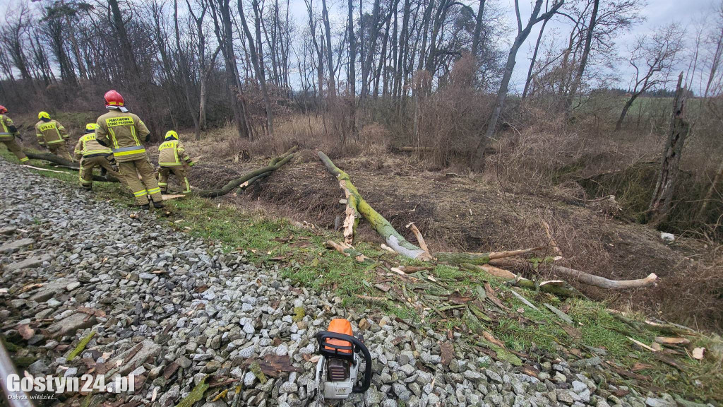 Szynobus uderzył w leżące na torach w drzewo