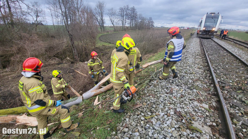 Szynobus uderzył w leżące na torach w drzewo