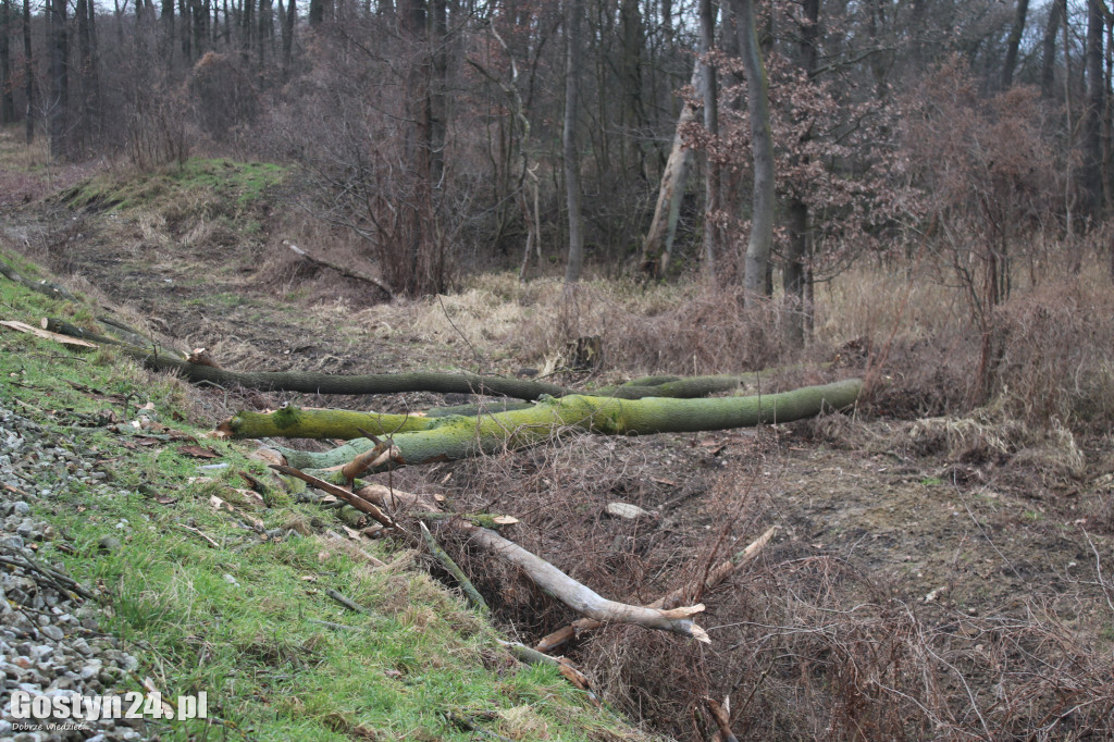 Szynobus uderzył w leżące na torach w drzewo