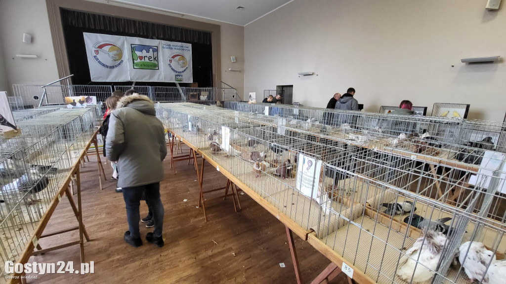 Wystawa gołębi, kur, królików i ptaków egzotycznych