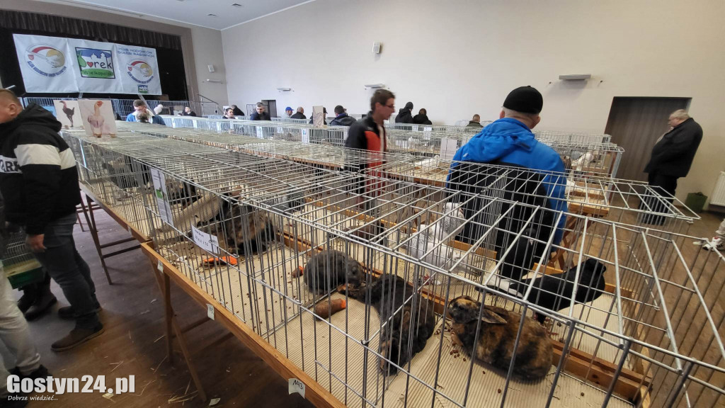 Wystawa gołębi, kur, królików i ptaków egzotycznych
