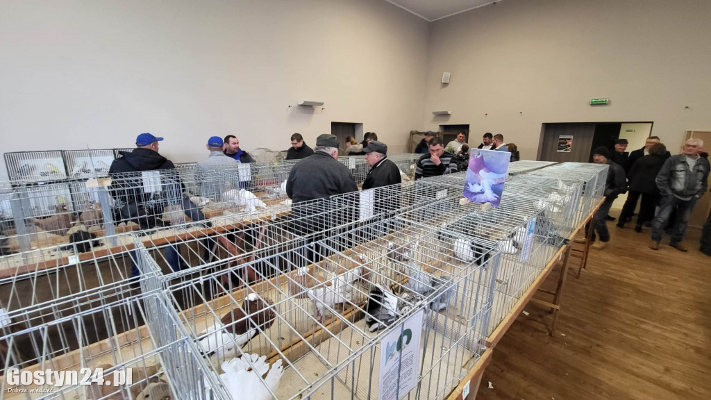 Wystawa gołębi, kur, królików i ptaków egzotycznych